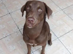 Cachorro raça Labrador idade 1 ano nome Drogo