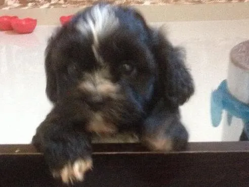 Cachorro ra a Shitszu  idade Abaixo de 2 meses nome Txai