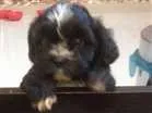 Cachorro raça Shitszu  idade Abaixo de 2 meses nome Txai