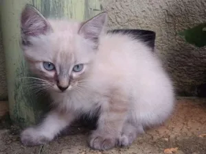 Gato raça srd idade 2 a 6 meses nome sem