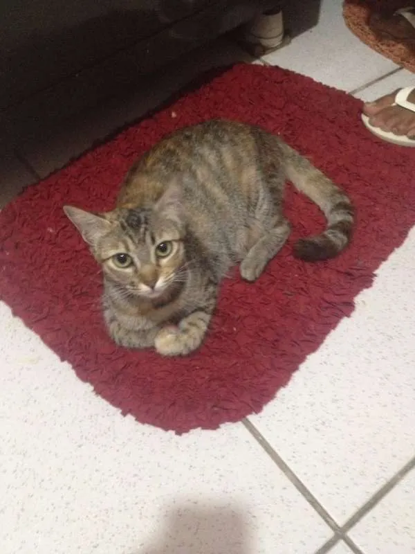 Gato ra a SRD idade 7 a 11 meses nome Azeitona