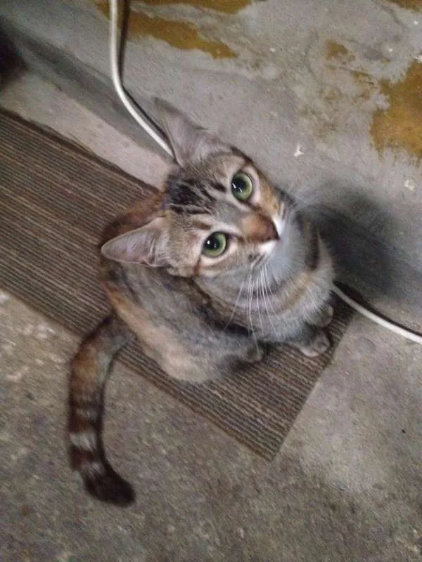 Gato ra a SRD idade 7 a 11 meses nome Azeitona
