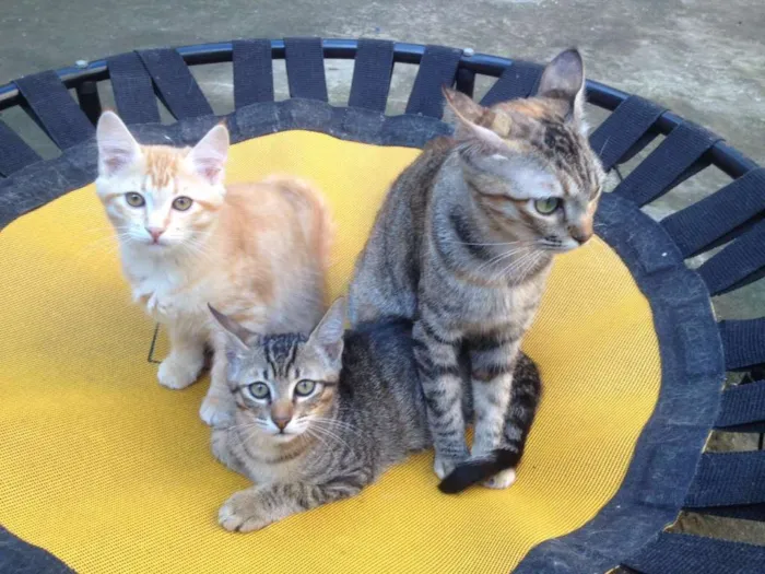 Gato ra a SRD idade 7 a 11 meses nome Azeitona