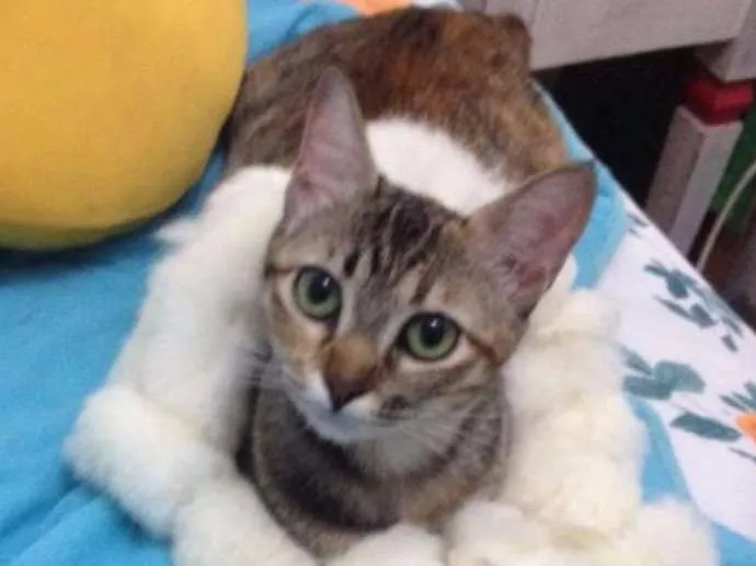 Gato ra a SRD idade 7 a 11 meses nome Azeitona