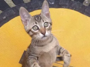Gato raça SRD idade 2 a 6 meses nome Oliver
