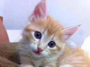 Gato raça SRD idade 2 a 6 meses nome Lola