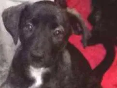 Cachorro raça sem raça definida idade 2 a 6 meses nome sem nome
