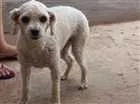 Cachorro raça Poodle  idade 6 ou mais anos nome Babi