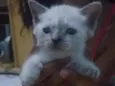 Gato raça diversa idade Abaixo de 2 meses nome ainda não tem nome