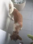 Zezinho