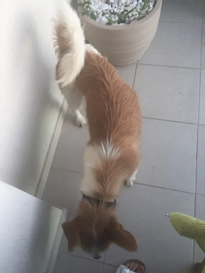 Cachorro ra a Vira-lata  idade 3 anos nome Zezinho