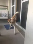 Zezinho