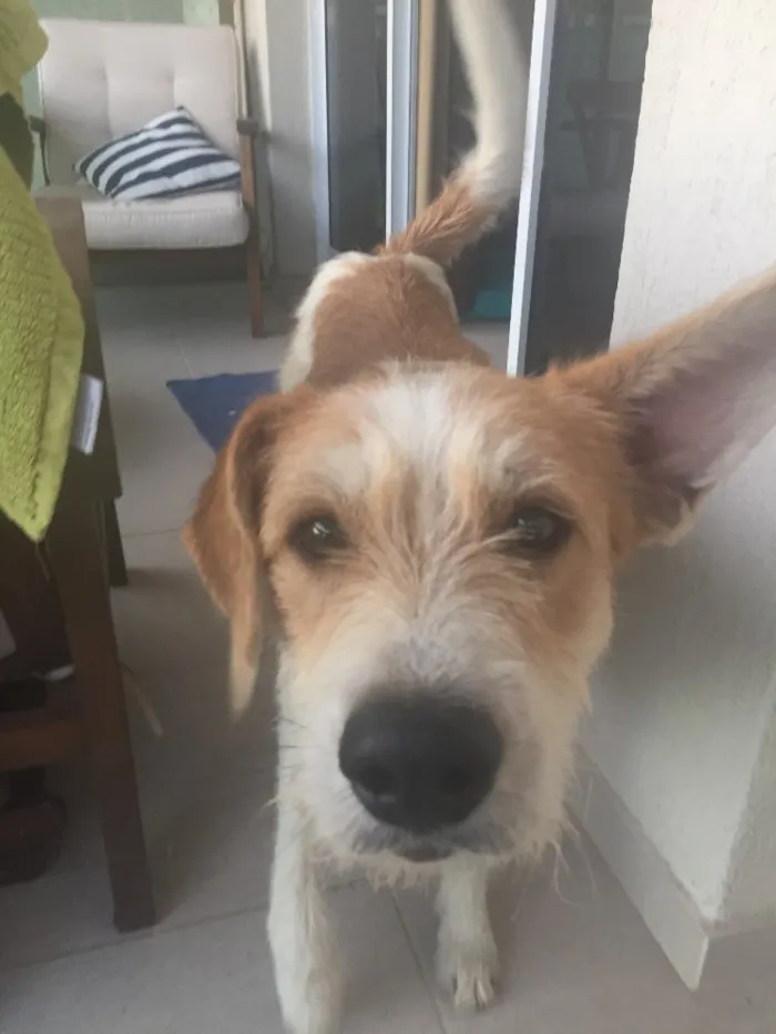 Cachorro ra a Vira-lata  idade 3 anos nome Zezinho