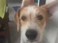 Zezinho