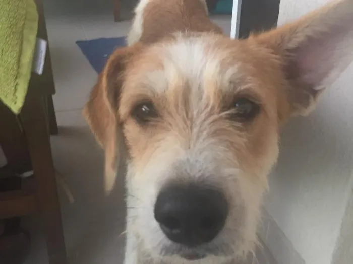 Cachorro ra a Vira-lata  idade 3 anos nome Zezinho