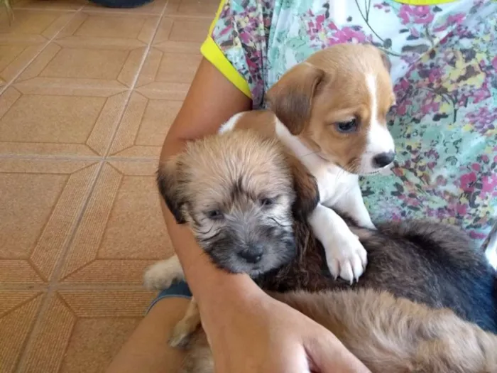 Cachorro raça Sem raça definida idade Abaixo de 2 meses nome Dom, Vivi e Bibi