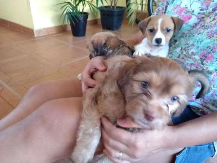 Cachorro raça Sem raça definida idade Abaixo de 2 meses nome Dom, Vivi e Bibi
