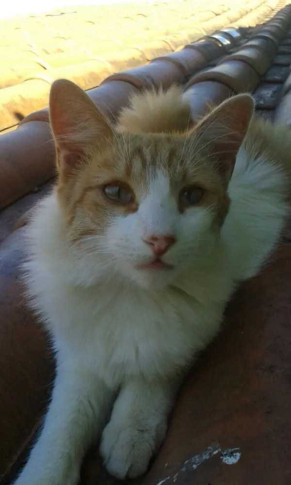 Gato ra a SRD idade 2 a 6 meses nome Arezzo