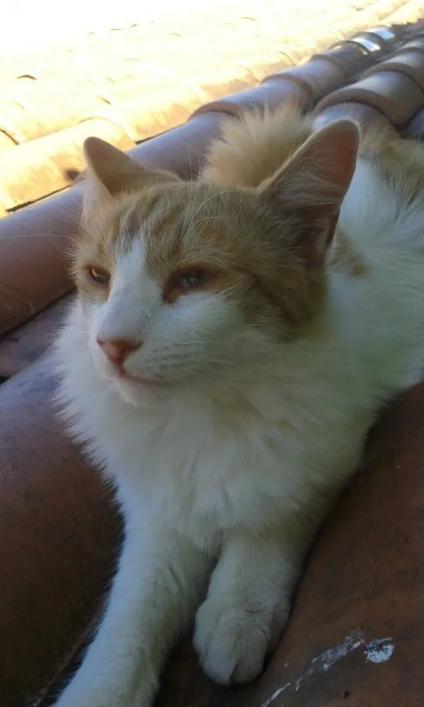 Gato ra a SRD idade 2 a 6 meses nome Arezzo
