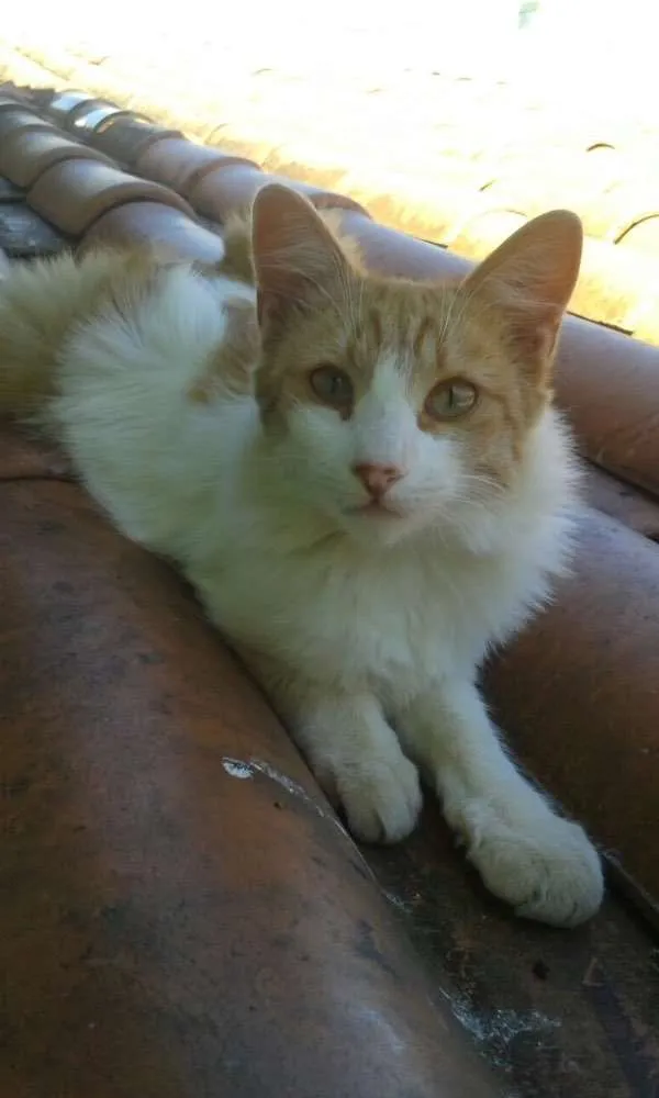 Gato ra a SRD idade 2 a 6 meses nome Arezzo