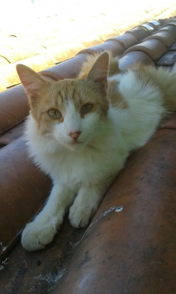 Gato ra a SRD idade 2 a 6 meses nome Arezzo