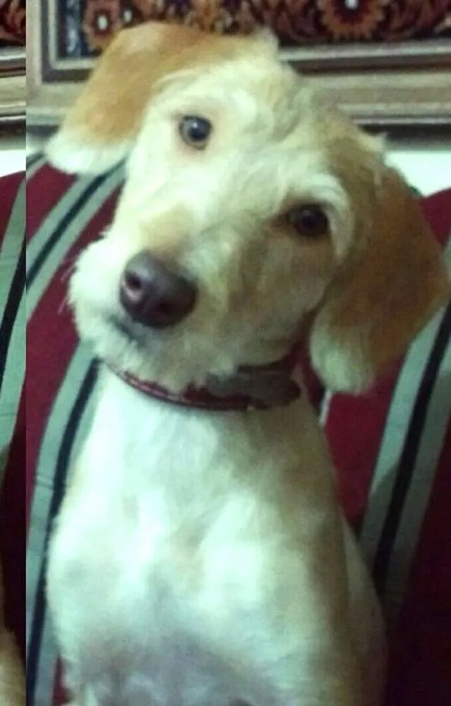Cachorro ra a Sem raça definida idade 1 ano nome Mel