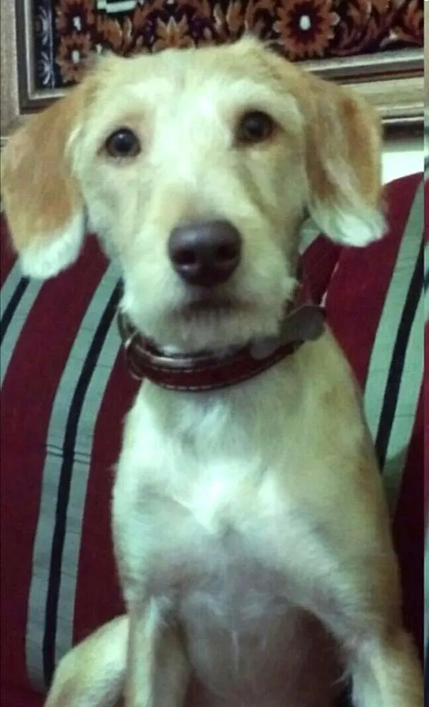 Cachorro ra a Sem raça definida idade 1 ano nome Mel