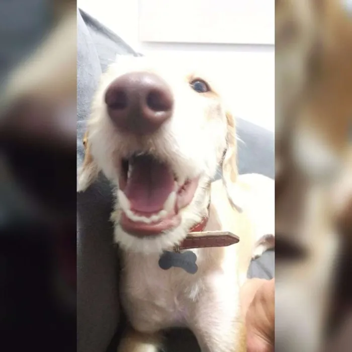 Cachorro ra a Sem raça definida idade 1 ano nome Mel
