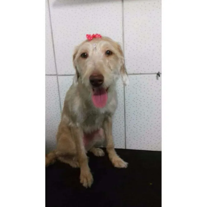 Cachorro ra a Sem raça definida idade 1 ano nome Mel