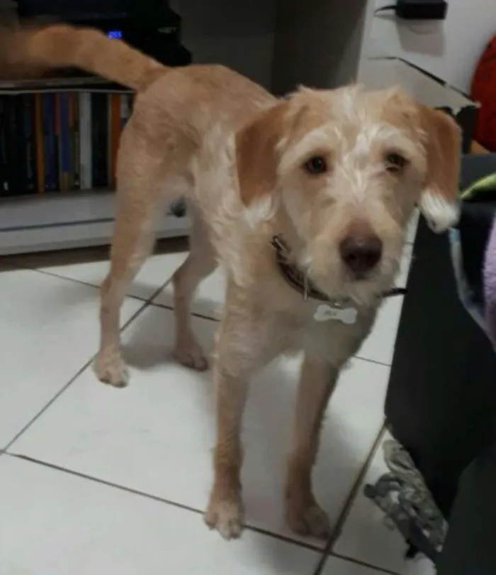 Cachorro ra a Sem raça definida idade 1 ano nome Mel