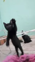 Fofuras