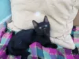 Fofuras