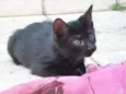 Fofuras