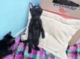 Fofuras