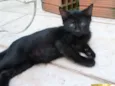 Fofuras