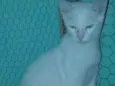 Perola