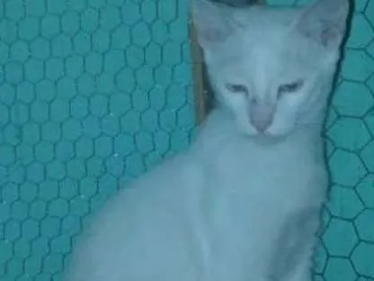 Gato raça S.R. D idade 2 a 6 meses nome Perola