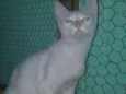 Perola