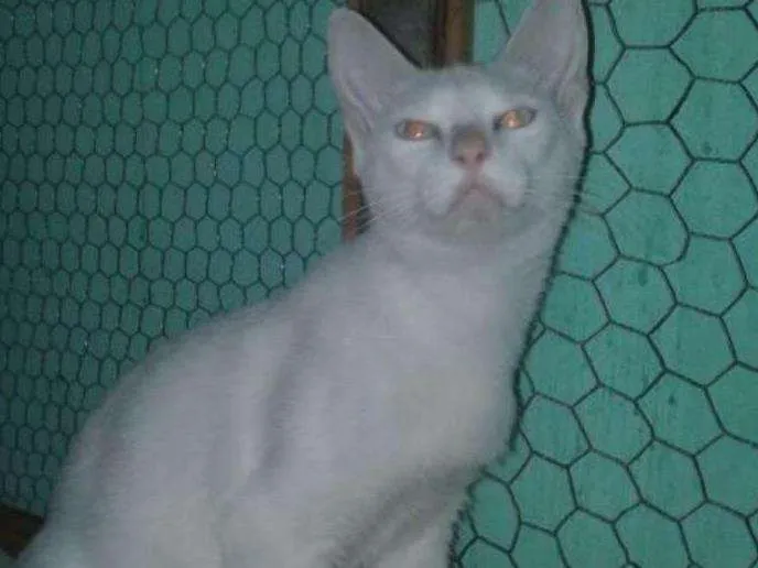 Gato raça S.R. D idade 2 a 6 meses nome Perola
