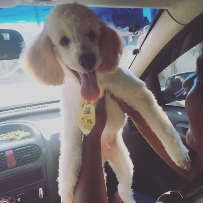 Cachorro ra a Podle idade 7 a 11 meses nome Sam