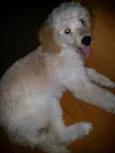 Sam
