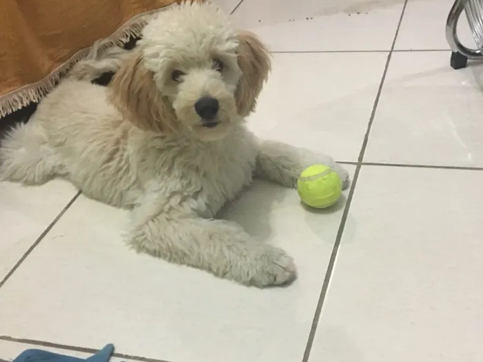 Cachorro ra a Podle idade 7 a 11 meses nome Sam