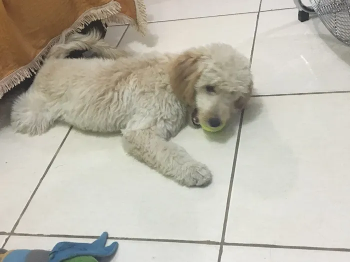 Cachorro ra a Podle idade 7 a 11 meses nome Sam