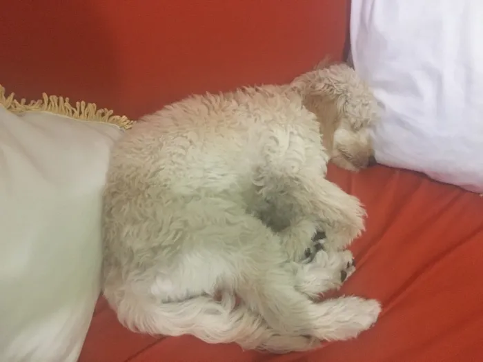 Cachorro ra a Podle idade 7 a 11 meses nome Sam