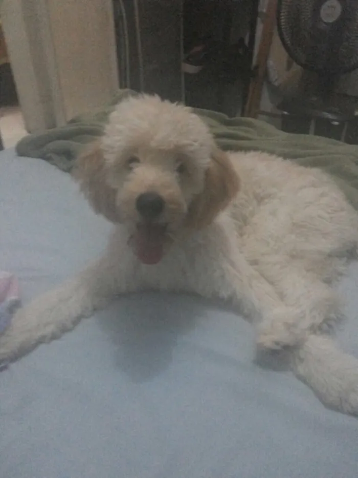 Cachorro ra a Podle idade 7 a 11 meses nome Sam
