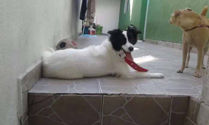 Cachorro ra a Border Collier c SRD idade 7 a 11 meses nome Hanna