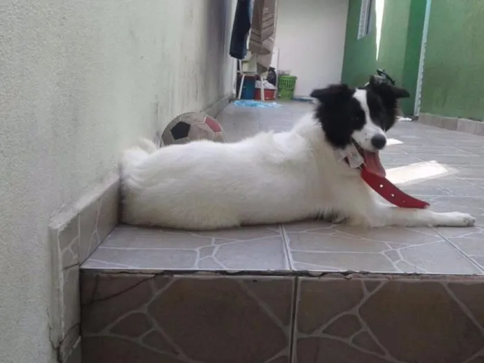 Cachorro ra a Border Collier c SRD idade 7 a 11 meses nome Hanna