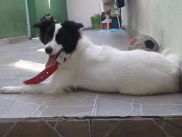 Cachorro ra a Border Collier c SRD idade 7 a 11 meses nome Hanna