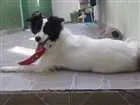 Cachorro raça Border Collier c SRD idade 7 a 11 meses nome Hanna