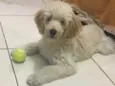 Sam